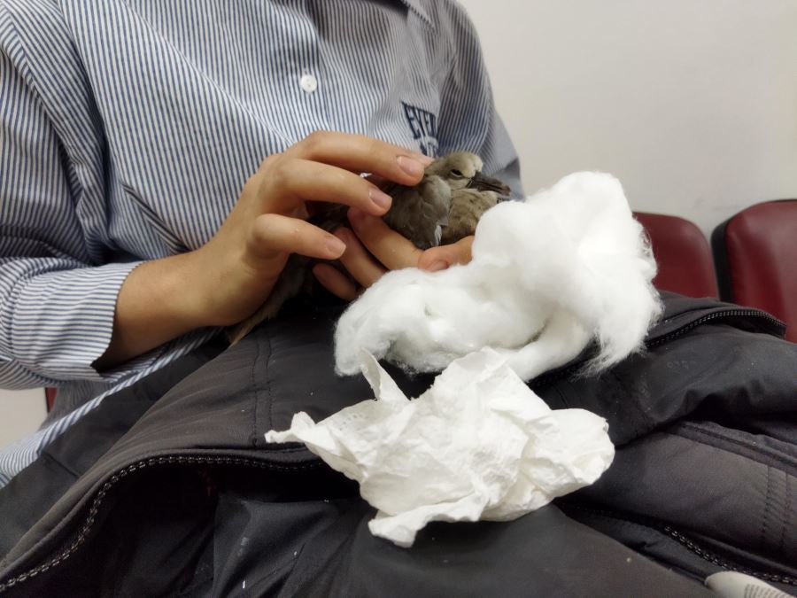 YARALI ÜVEYİK YAVRUSUNU SAHİPLENDİ