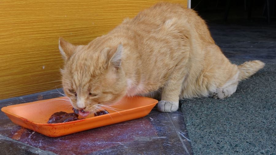 CİĞERCİNİN KEDİSİ