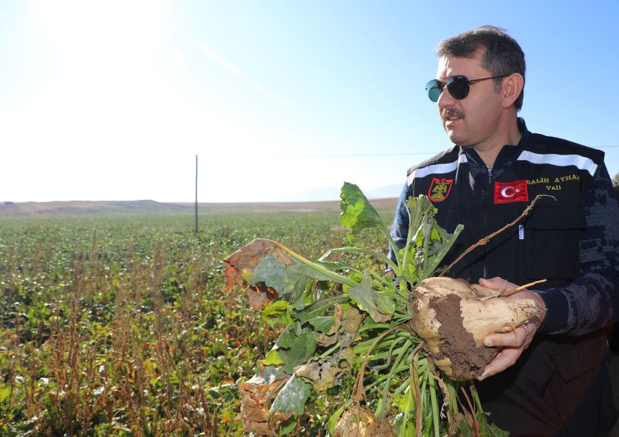 ŞEKER PANCARINDA ÜRETİM ARTTI (VİDEO)