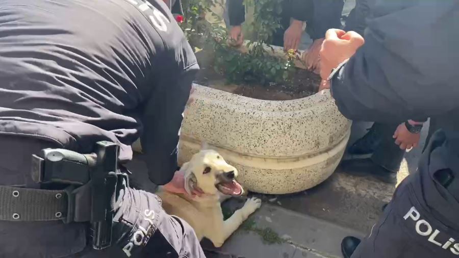 KÖPEK İÇİN SEFERBER OLDULAR