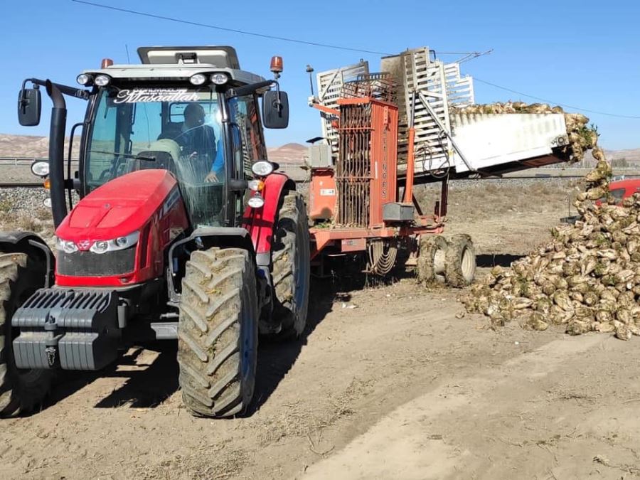 ULAŞ’TA PANCAR HASATI BAŞLADI