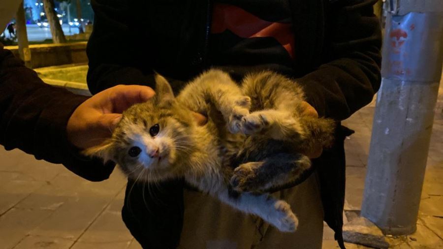 Yavru kedi için seferber oldular