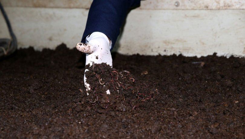 Solucan gübresi rekolteyi artırdı