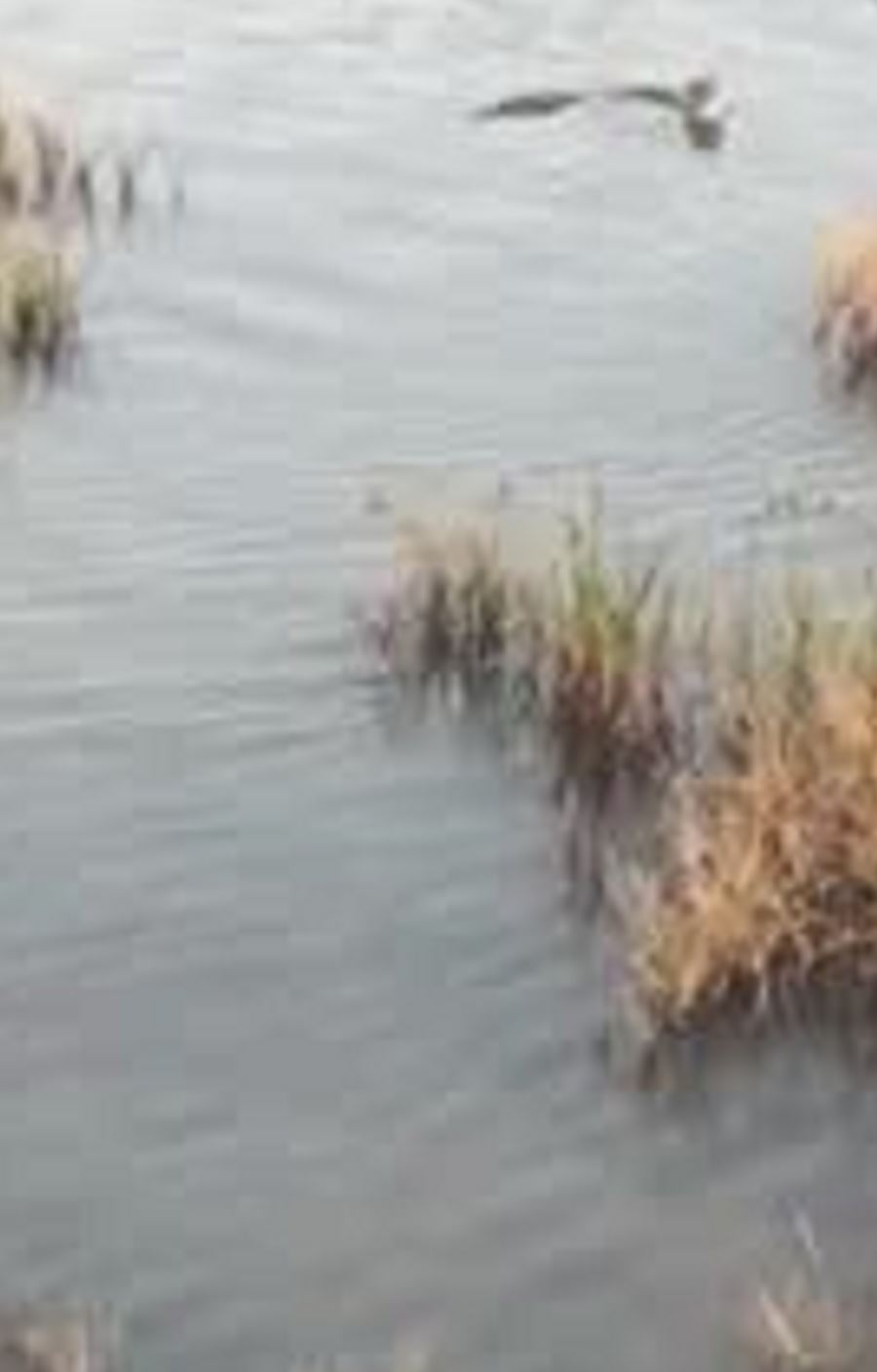 SU SAMURLARI KIZILIRMAK'TA GÖRÜLDÜ