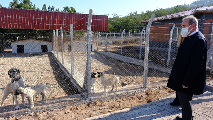 Kangal köpeklerine modern yuva (Video)