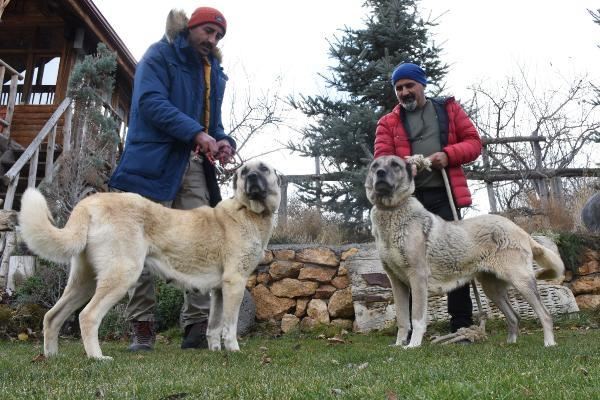 KANGAL KÖPEKLERİ, 'KIŞLIK ZIRHLARINI' GİYİYOR