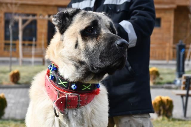 YAVRULARI İÇİN SIRAYA GİRDİLER