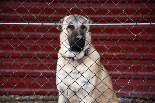 Kangal köpekleri özenle yetiştiriliyor