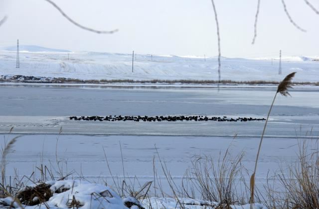 Hafik Gölü kısmen buz tuttu