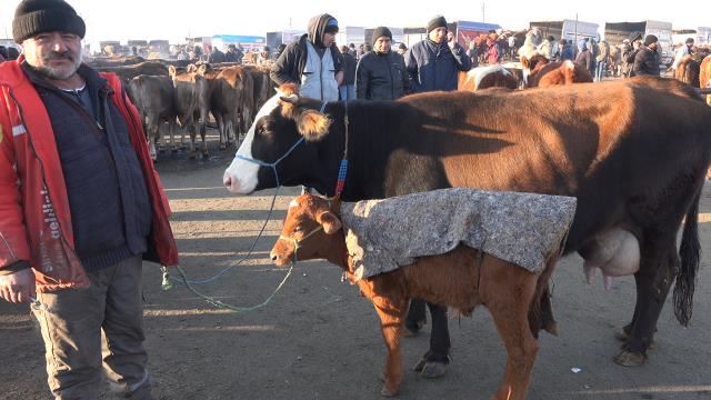 Hayvanlarını örtülerle soğuktan koruyorlar