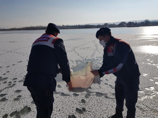 Doğaya yem bırakıldı (Video)