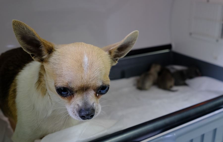 Chihuahua köpeğine sezaryenle doğum (Video)