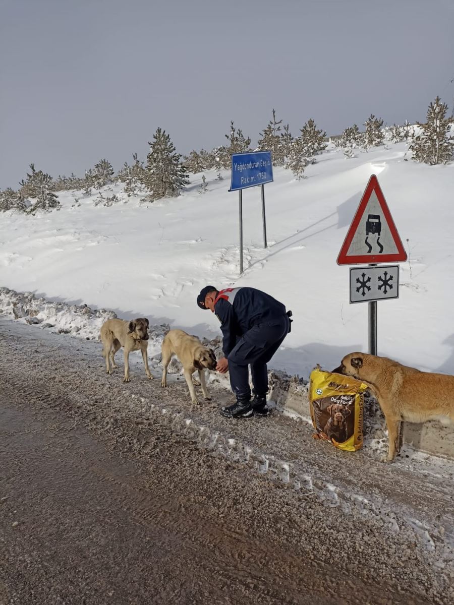 Jandarma, sokak hayvanlarını besledi
