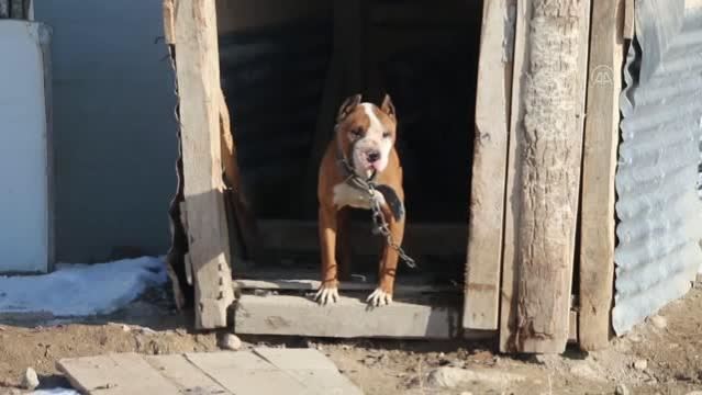 Yasaklı ırk 2 köpek barınağa teslim edildi
