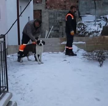 Başıboş gezen yasaklı ırk köpek barınağa götürüldü
