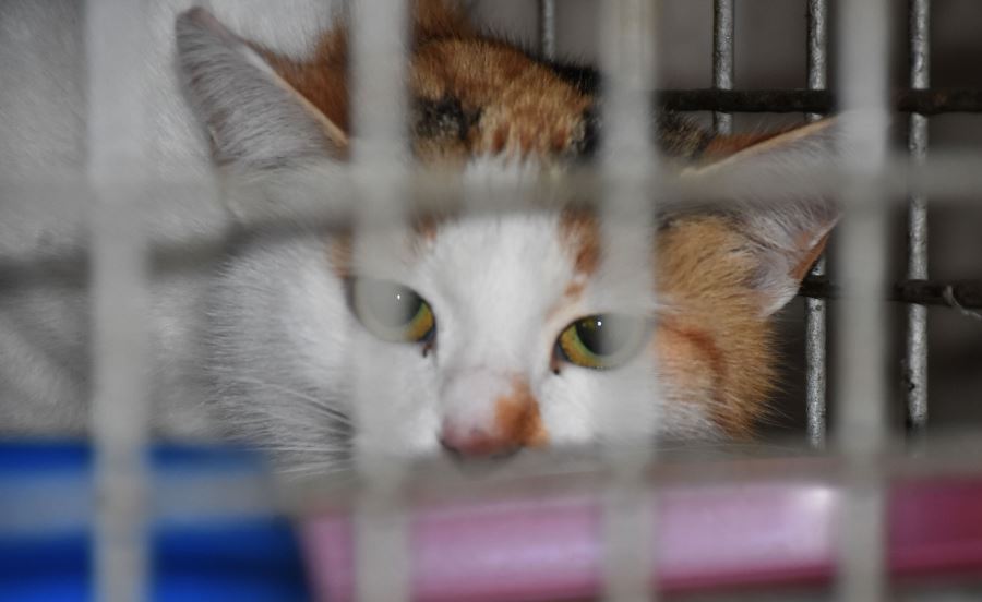 Kısırlaştırma, muayene, aşı bedava