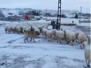 KAYBOLAN KOYUNLAR BULUNDU (VİDEO)