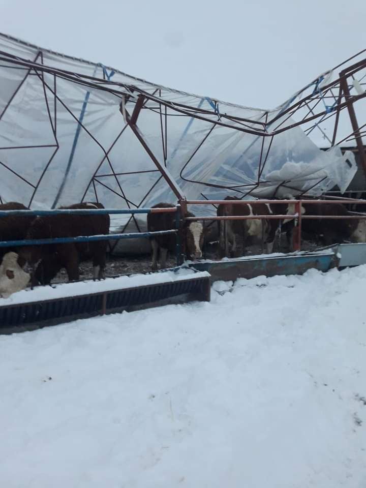 Ahırdaki hayvanları jandarma ekipleri kurtardı (Video)