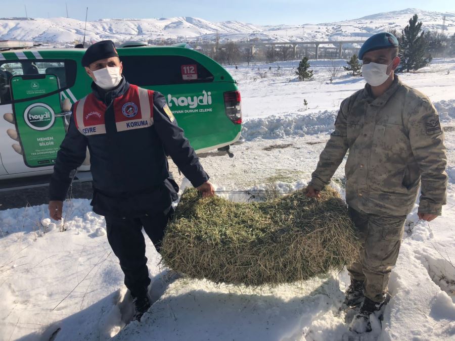 Doğaya yem bıraktılar (Video)