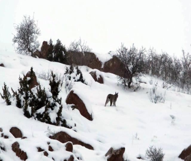 Sivas'ta vaşak görüntülendi