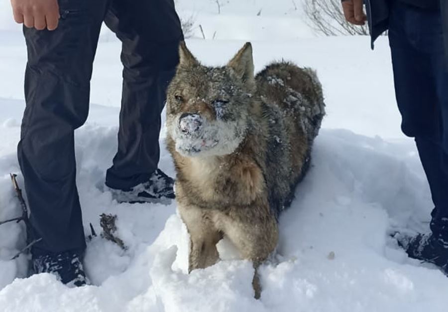 Soğuk havada kurt dondu