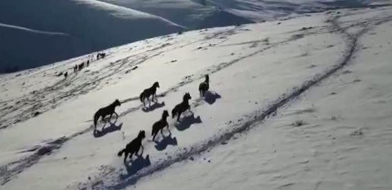 YILKI ATLARI NEFES KESTİ (VİDEO)