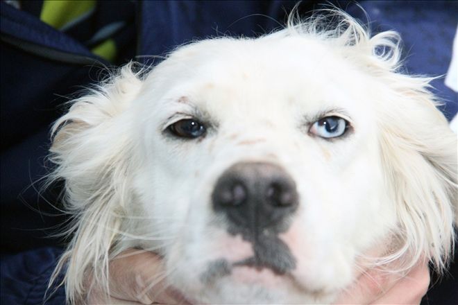 İKİ GÖZÜ FARKLI RENKTE OLAN KÖPEK İLGİ GÖRÜYOR