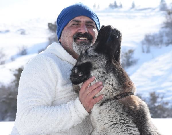 KANGAL KÖPEĞİ SALDIRI KOMUTUNA UYMUYOR (VİDEO)