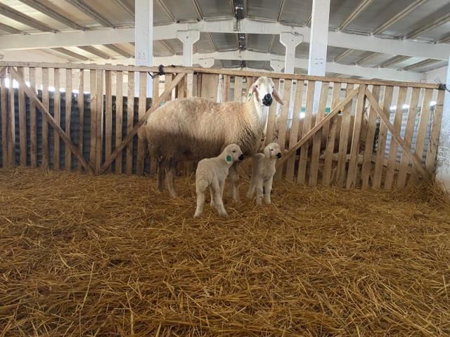 Baharın müjdecisi kuzular doğmaya başladı