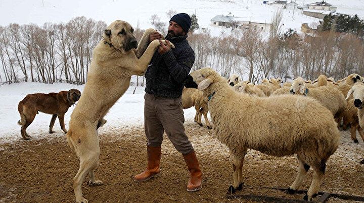 Kangal köpeği ve koyunu aynı merkezde yetiştiriliyor