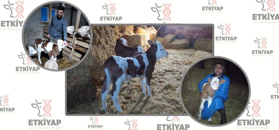 İLK BUZAĞILAR DÜNYAYA GELDİ