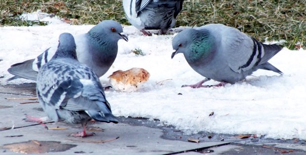 AÇ KALAN GÜVERCİNLERİN İMDADINA VATANDAŞ YETİŞTİ