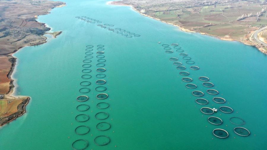 Yıllık 3 bin ton alabalık yetiştiriliyor