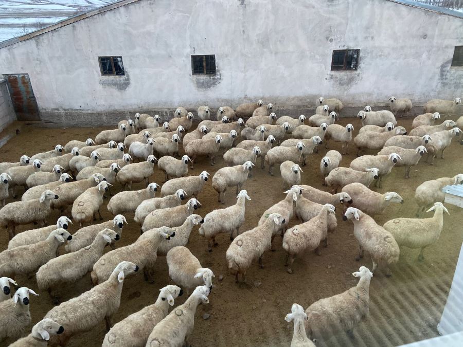 PROJE GENİŞLETİLMELİ