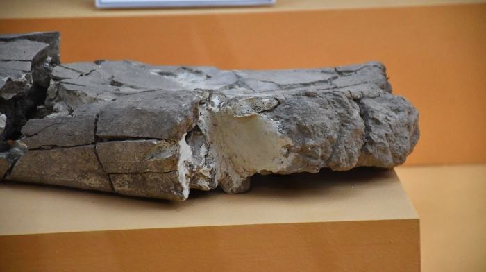 "Milyon yıllık fil ayağı" sergileniyor