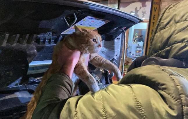 Kamyonetin motoruna girdi