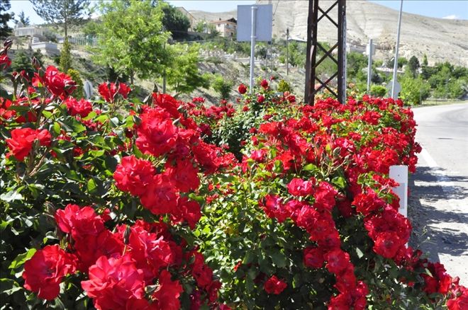 GÜRÜN CADDE VE SOKAKLARI ÇİÇEKLENDİ