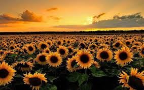 AYÇİCEĞİ DESTEĞİ VERİLECEK