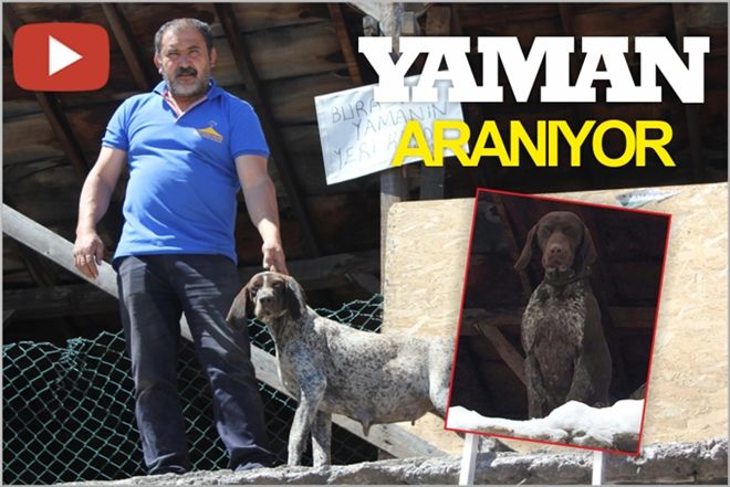GÖZÜ GİBİ BAKTIĞI ?YAMAN´I ARIYOR