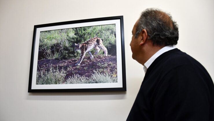 Vaşak çok yakından görüntülendi