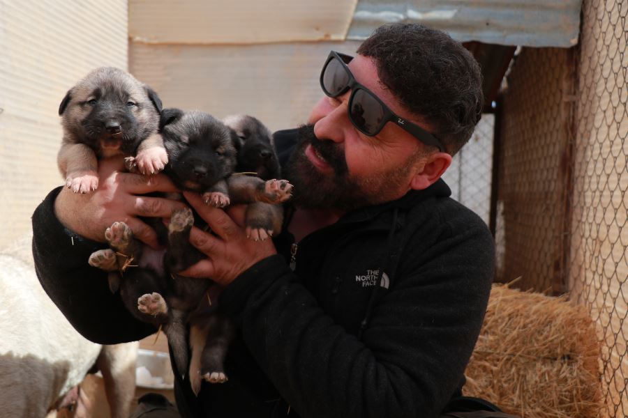 Yavru kangallar özenle yetiştiriliyor