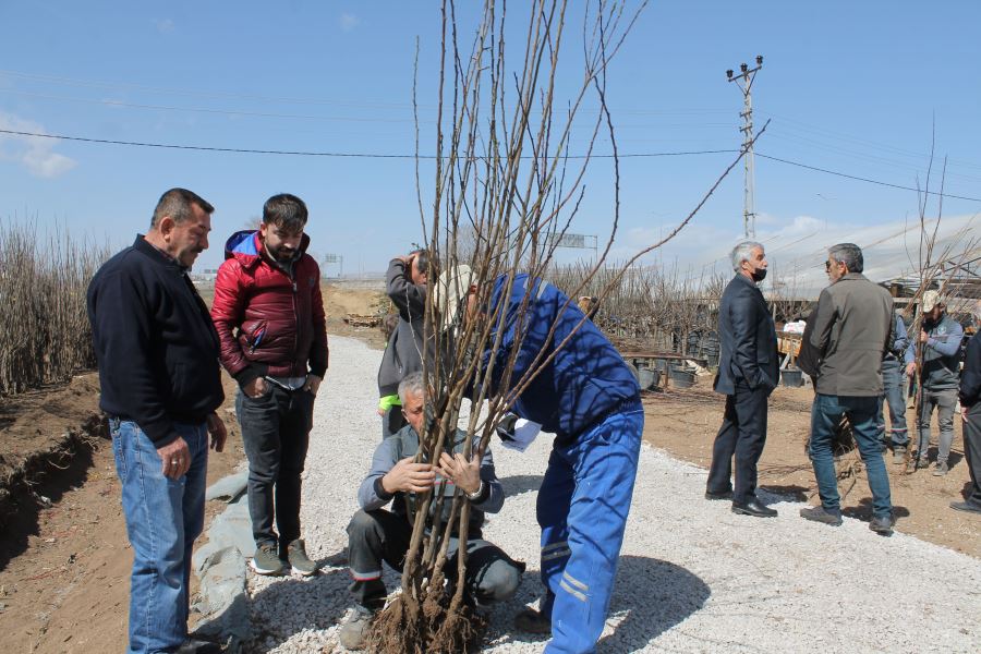 ZİRAAT ODASINDAN MEYVE FİDANI (VİDEO)