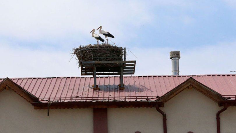 40 yıllık leylek dostluğu (Video)