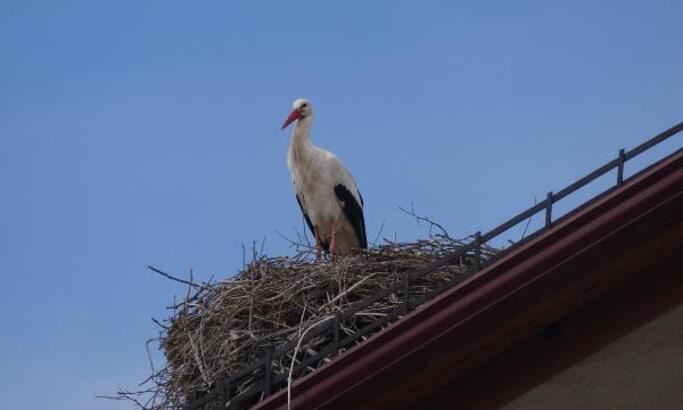 Apartmanın 52 yıllık misafirleri