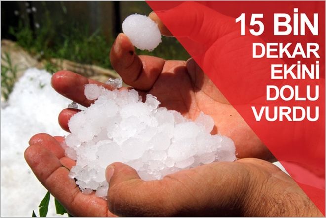 15 BİN DEKAR EKİNİ DOLU VURDU