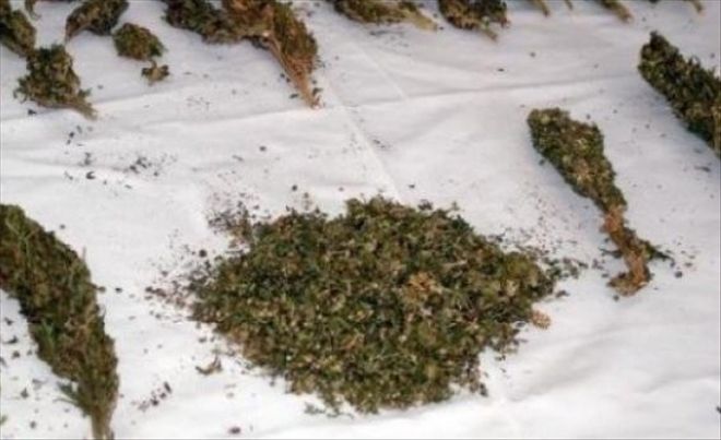 NARKOTİM´DEN BONZAİ TAKİBİ