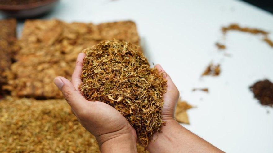 Kaçak tütünde vergi kaybı 30 milyar lira