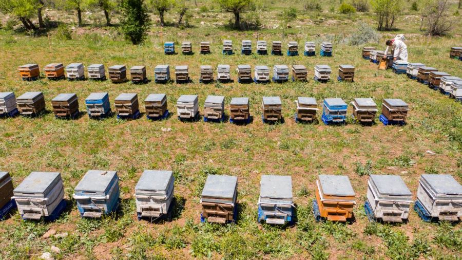 Arıcılık kursuna 50 kişi katıldı