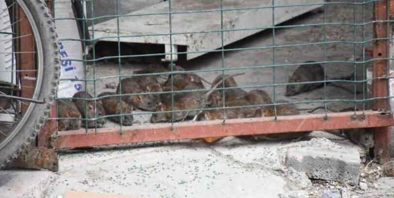 Fareler esnafı tedirgin etti