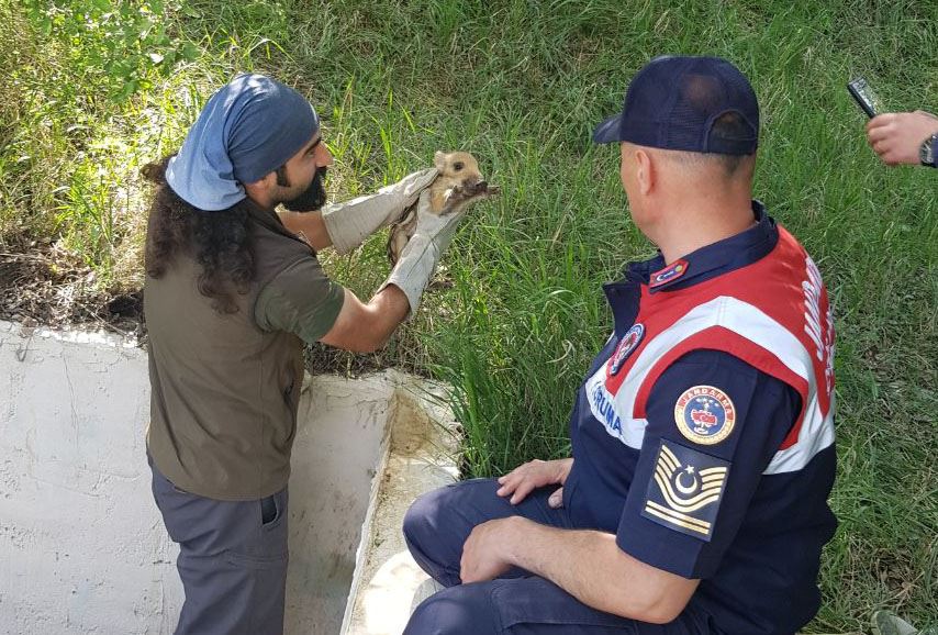 Boş havuza düşen domuz yavruları kurtarıldı